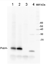 PsbH | Small subunit H of PSII in the group Antibodies Plant/Algal  / Photosynthesis  / PSII (Photosystem II) at Agrisera AB (Antibodies for research) (AS06 157)